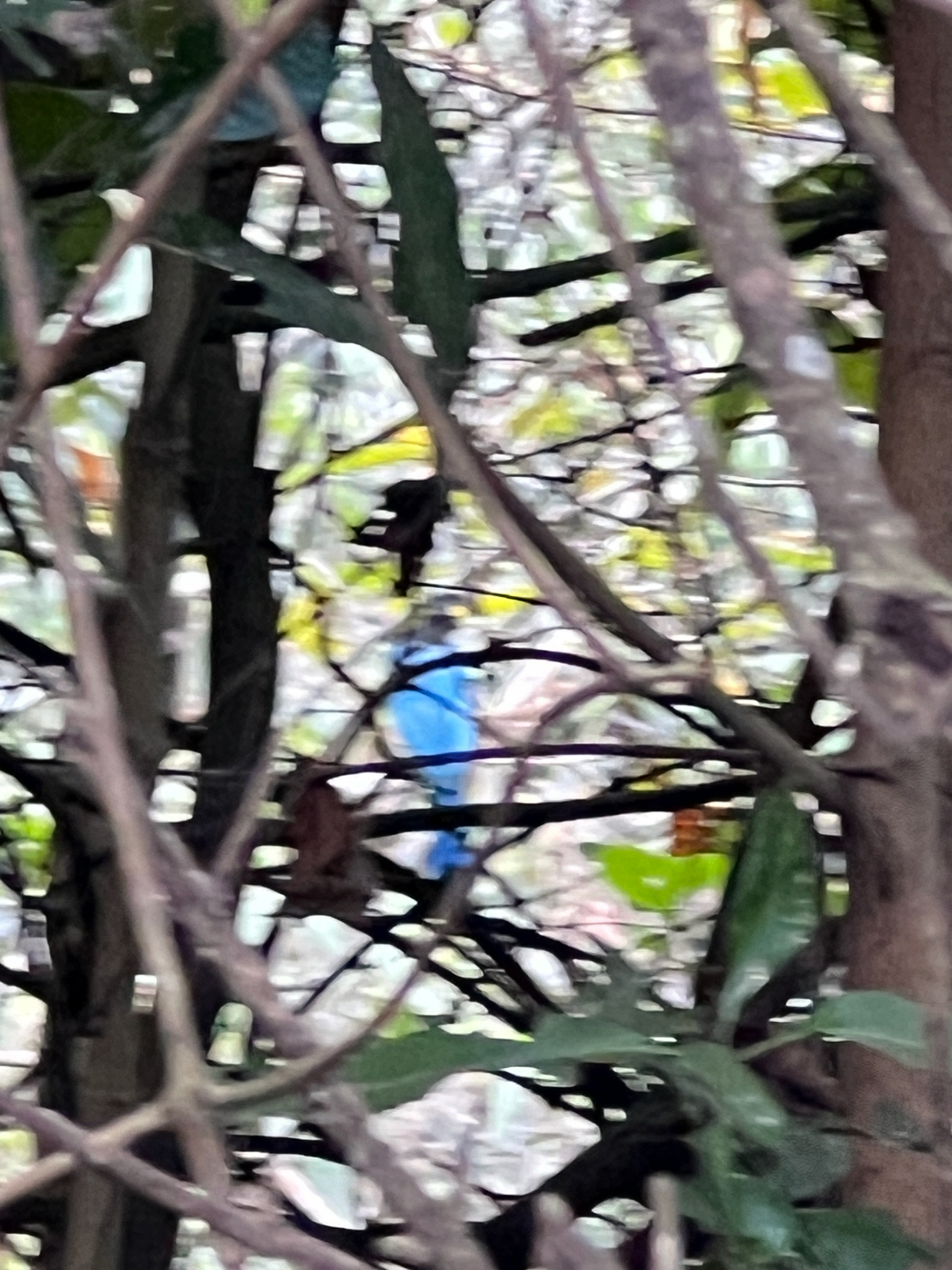 Bushy-crested Jay (Cyanocorax melanocyaneus), photo 4
