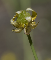 Ranunculus alismifolius alismifolius