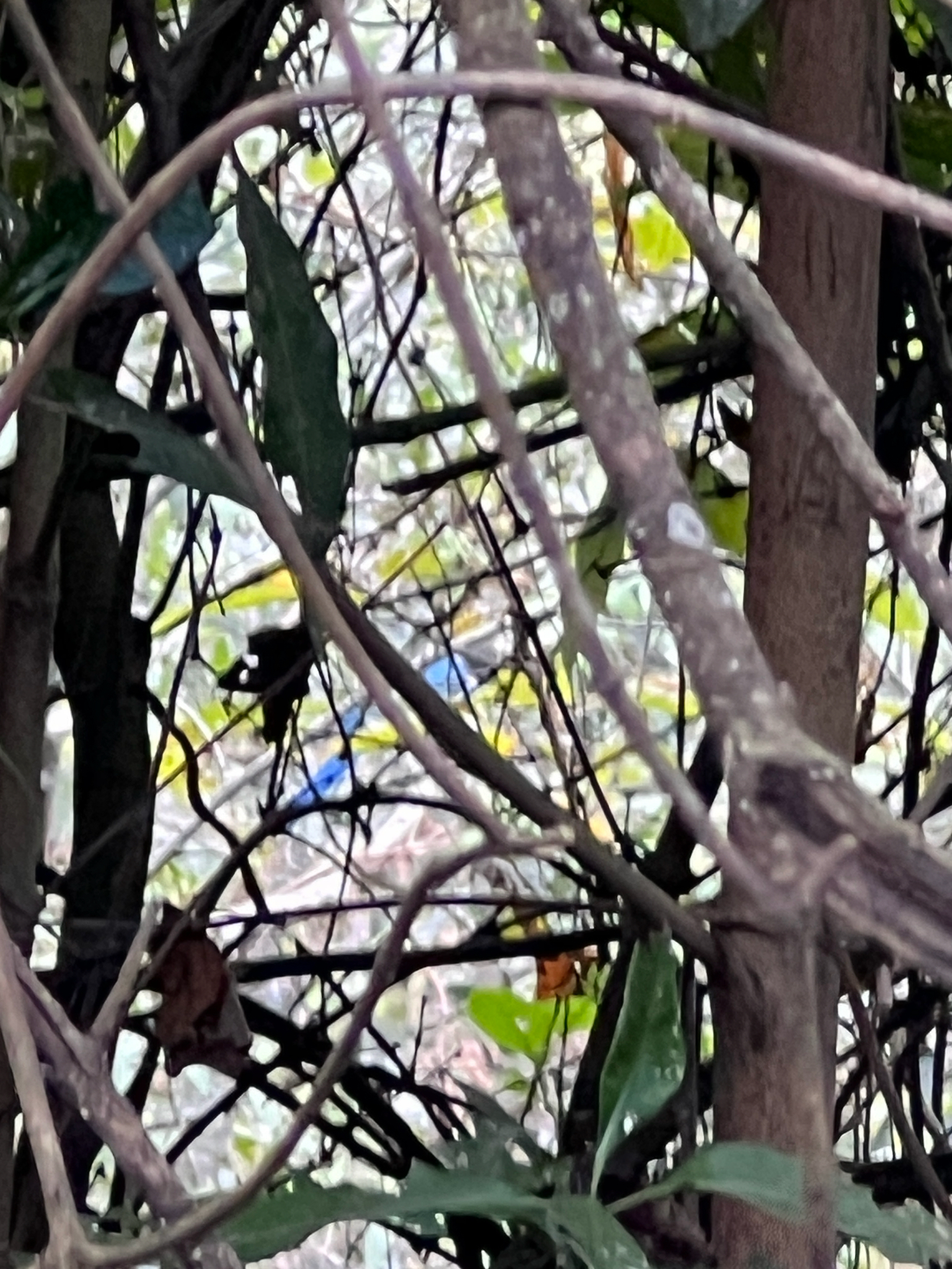 Bushy-crested Jay (Cyanocorax melanocyaneus), photo 2