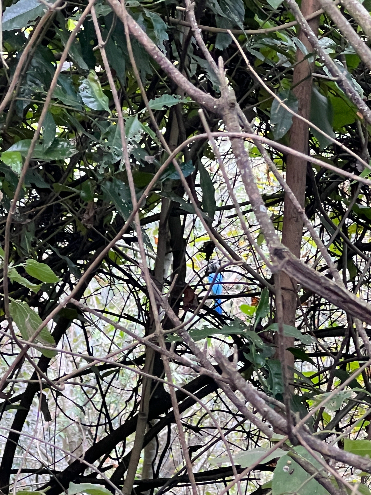 Bushy-crested Jay (Cyanocorax melanocyaneus), photo 3