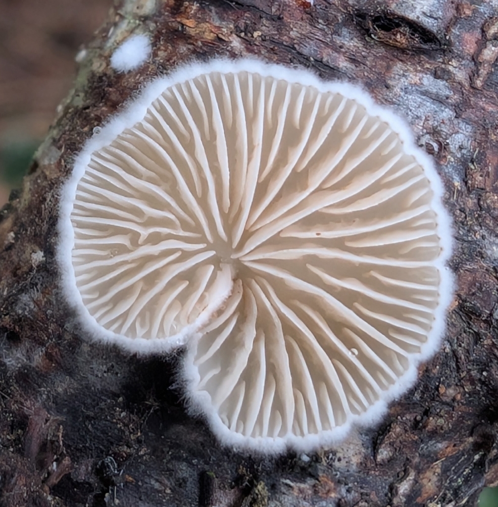 Crepidotus