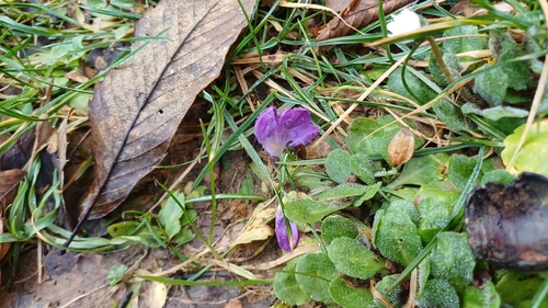 Crocus neglectus, photograph 5