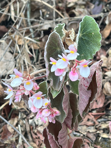 lily-pad begonia (Begonia peltata)