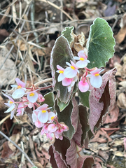Begonia peltata, photograph author not stated, no rights reserved
