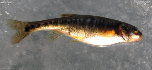 Phoxinus ujmonensis