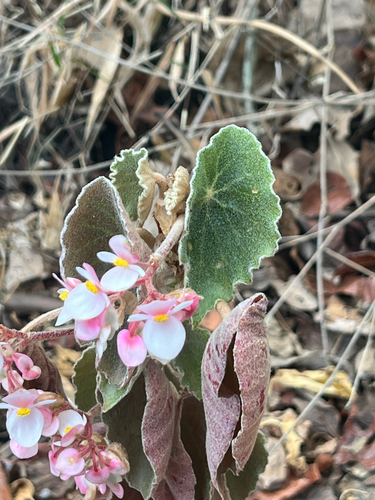Begonia peltata, photograph 3