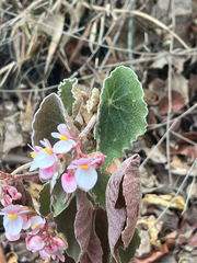 Begonia peltata, photograph author not stated, no rights reserved