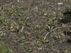Ranunculus alismifolius alismifolius