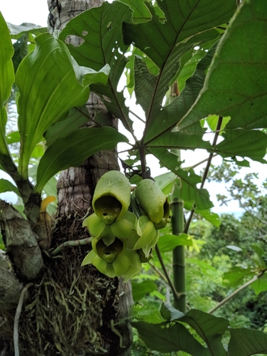 Image of Catasetum macrocarpum by (c) Macelo Costa, some rights reserved (CC BY)