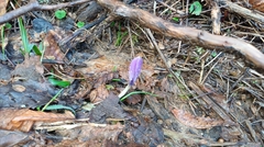(c) Giacomo Navari, some rights reserved (CC BY) Crocus neglectus, photograph (c) Giacomo Navari, some rights reserved (CC BY)