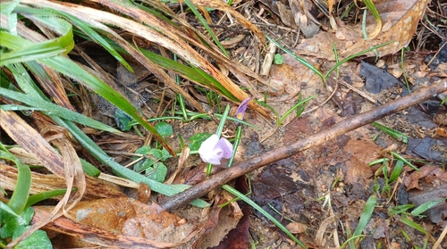 Crocus neglectus, photograph 3