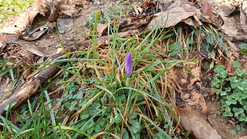 Crocus neglectus, photograph 2