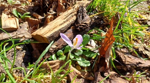 Crocus neglectus, photograph 1