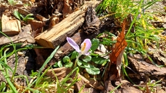 (c) Giacomo Navari, some rights reserved (CC BY) Crocus neglectus, photograph (c) Giacomo Navari, some rights reserved (CC BY)