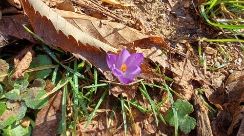 Crocus neglectus