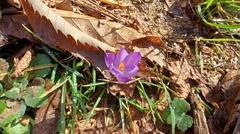 Crocus neglectus