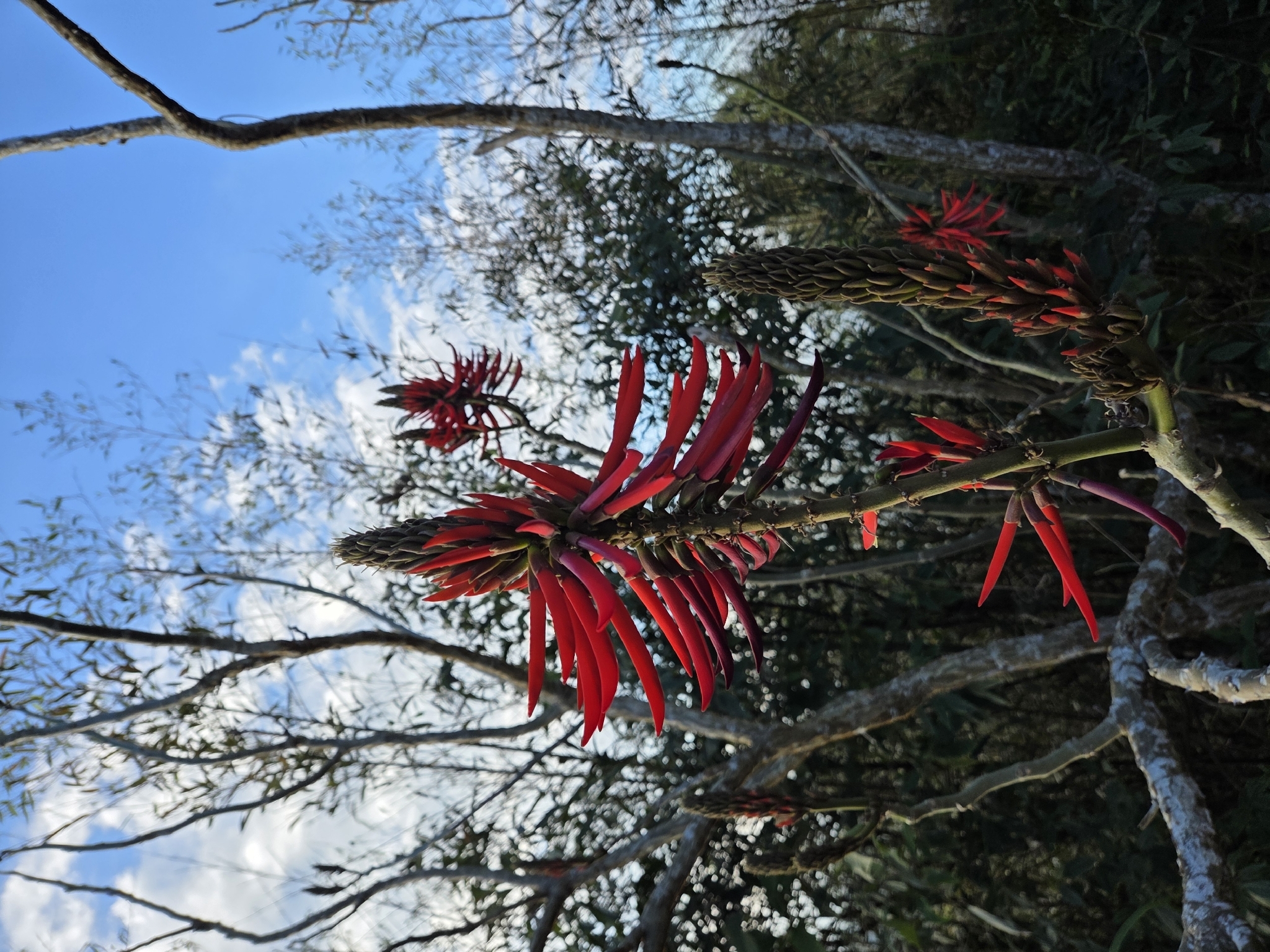 Ivory Coral Tree (Erythrina speciosa)