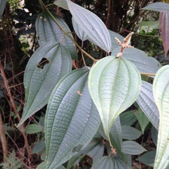 Miconia sylvatica