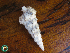 Cerithium nodulosum image