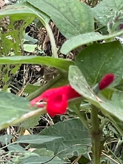 author not stated, no rights reserved Salvia cinnabarina, photograph author not stated, no rights reserved