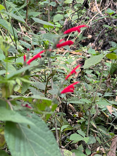Salvia cinnabarina, photograph 2