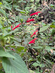author not stated, no rights reserved Salvia cinnabarina, photograph author not stated, no rights reserved