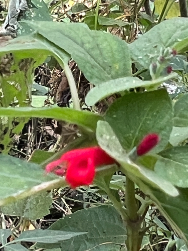 Salvia cinnabarina, photograph 3
