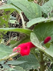 author not stated, no rights reserved Salvia cinnabarina, photograph author not stated, no rights reserved