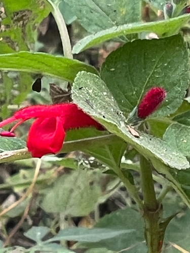 Salvia cinnabarina, photograph 6