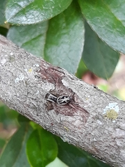 Aphirape misionensis