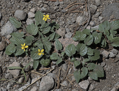 Viola purpurea dimorpha