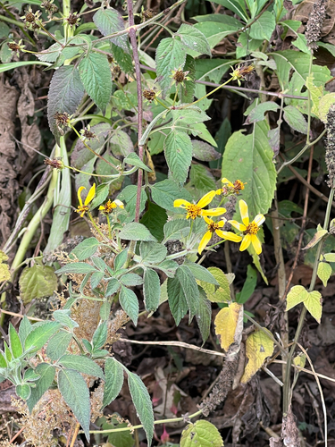 Manzanilla Trepador (Bidens reptans)