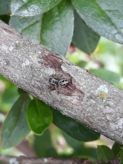 Aphirape misionensis