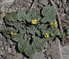 Viola purpurea dimorpha