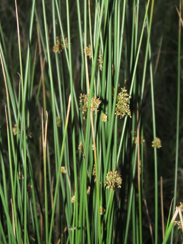 Soft Rush (Juncus decipiens)