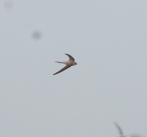 Asian Palm Swift (Cypsiurus balasiensis), photo 4