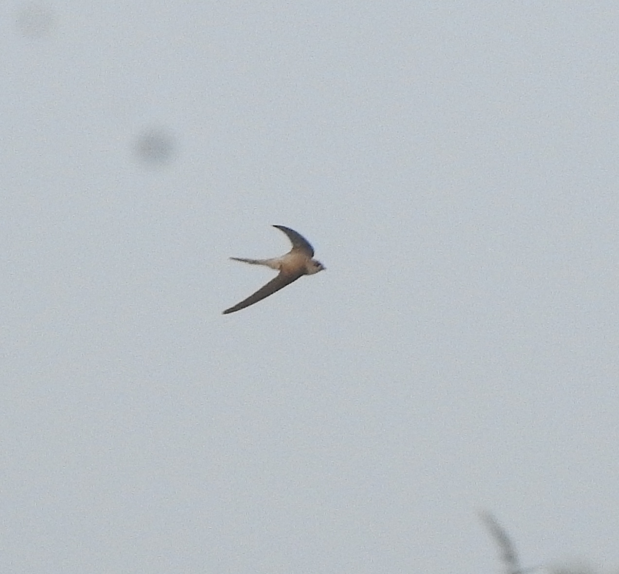 Asian Palm Swift (Cypsiurus balasiensis), photo 9