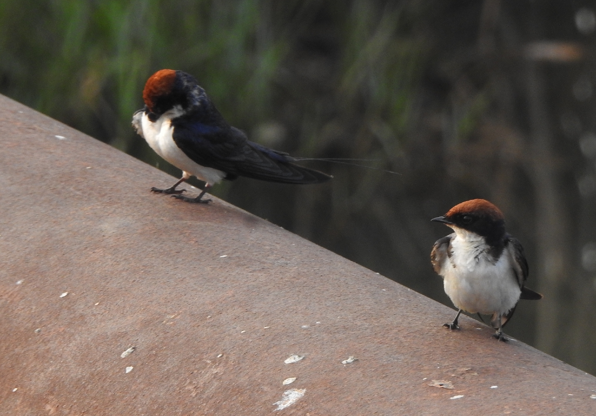 Wire-tailed Swallow (Hirundo smithii), photo 10