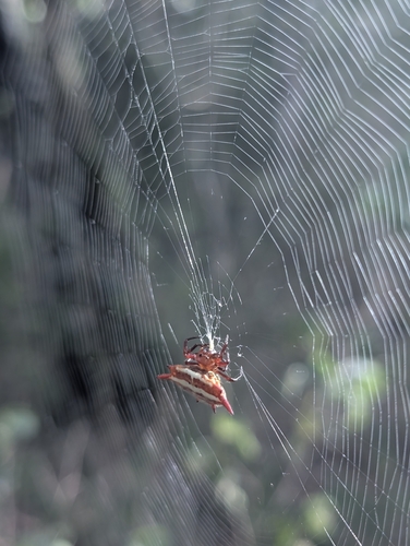Common Kitespider
