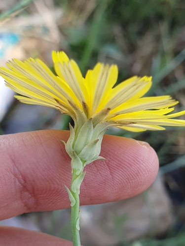 Mucronate launea (Launaea mucronata)