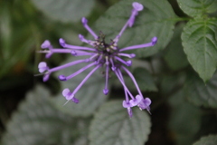 Plectranthus ambiguus