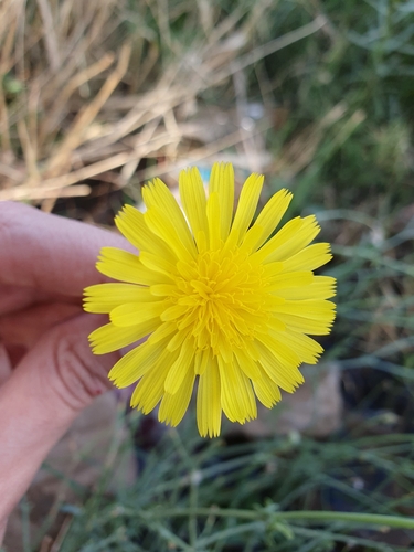 Launaea mucronata, photograph 3