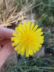 Launaea mucronata, photograph (c) Mehdi Chetibi, some rights reserved (CC BY)