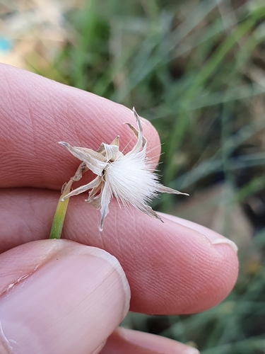 Launaea mucronata, photograph 6