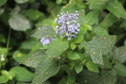 Plectranthus zuluensis (Plectranthus zuluensis)