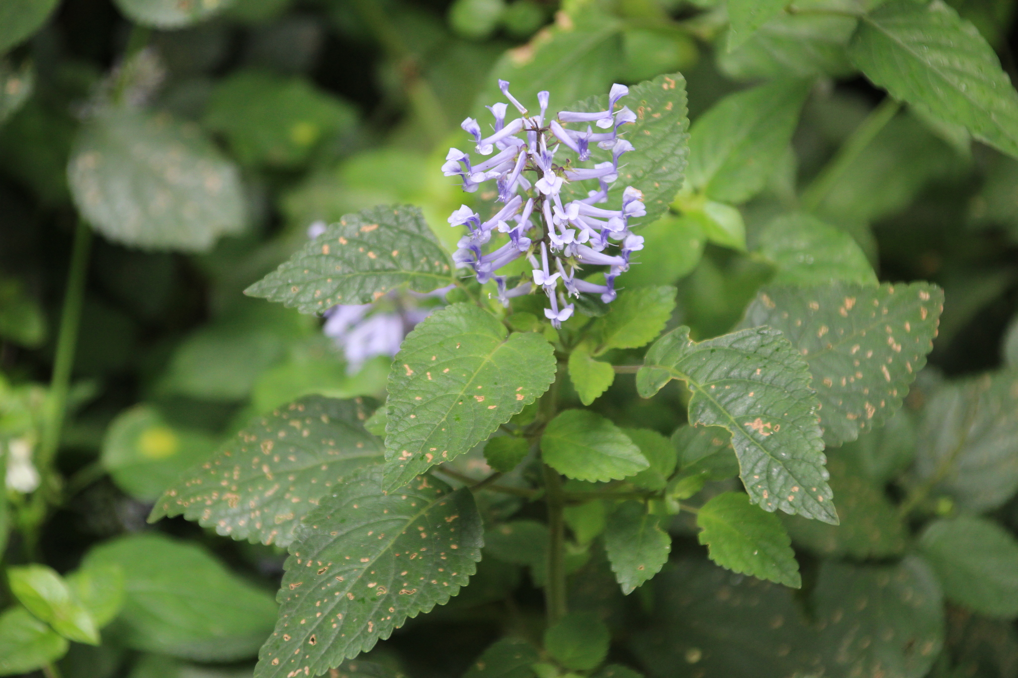 Plectranthus Zuluensis (Plectranthus zuluensis)