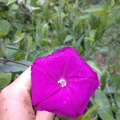 Ipomoea dumosa