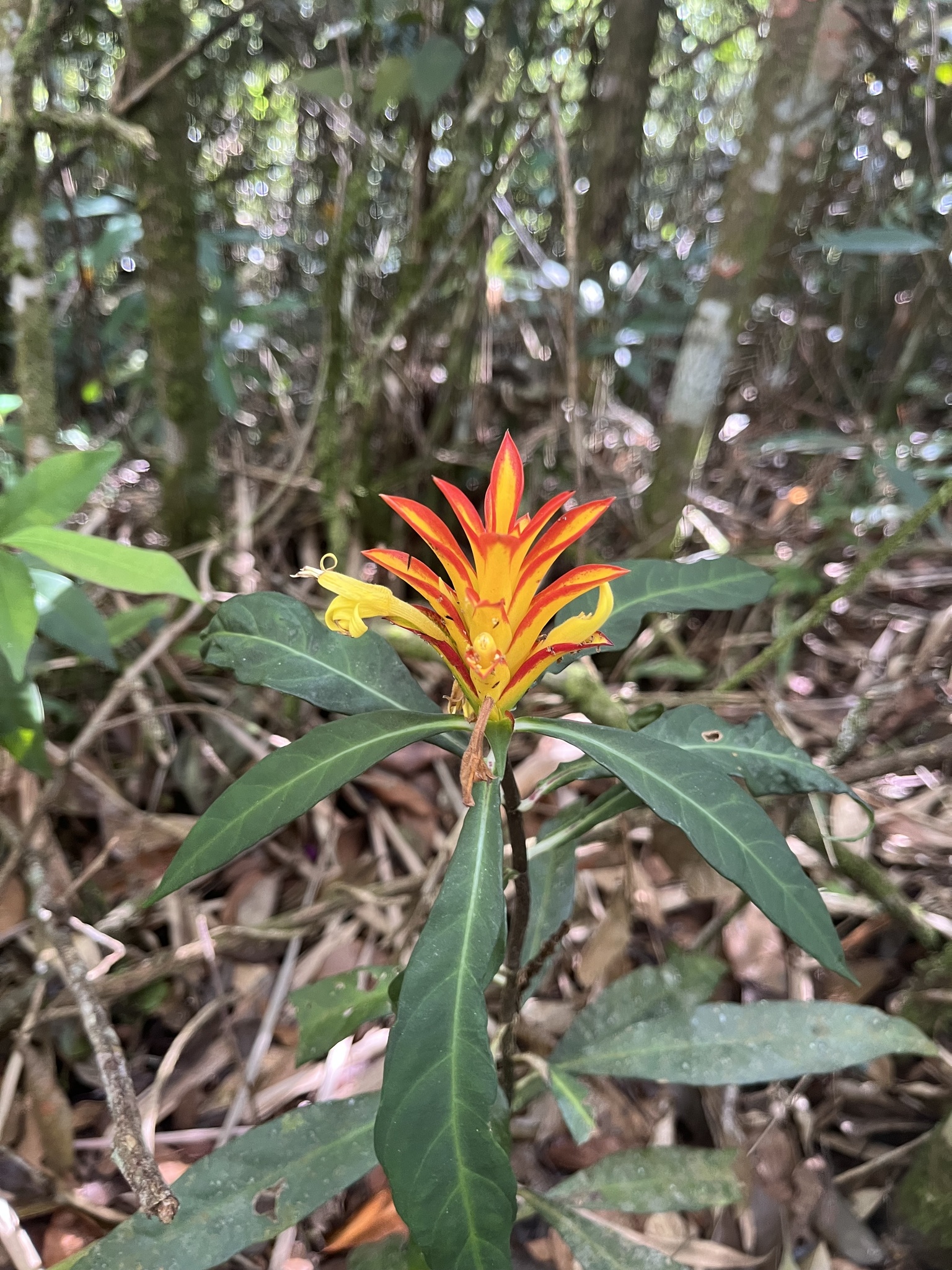 Aphelandra colorata (Vell.) Wassh. 2