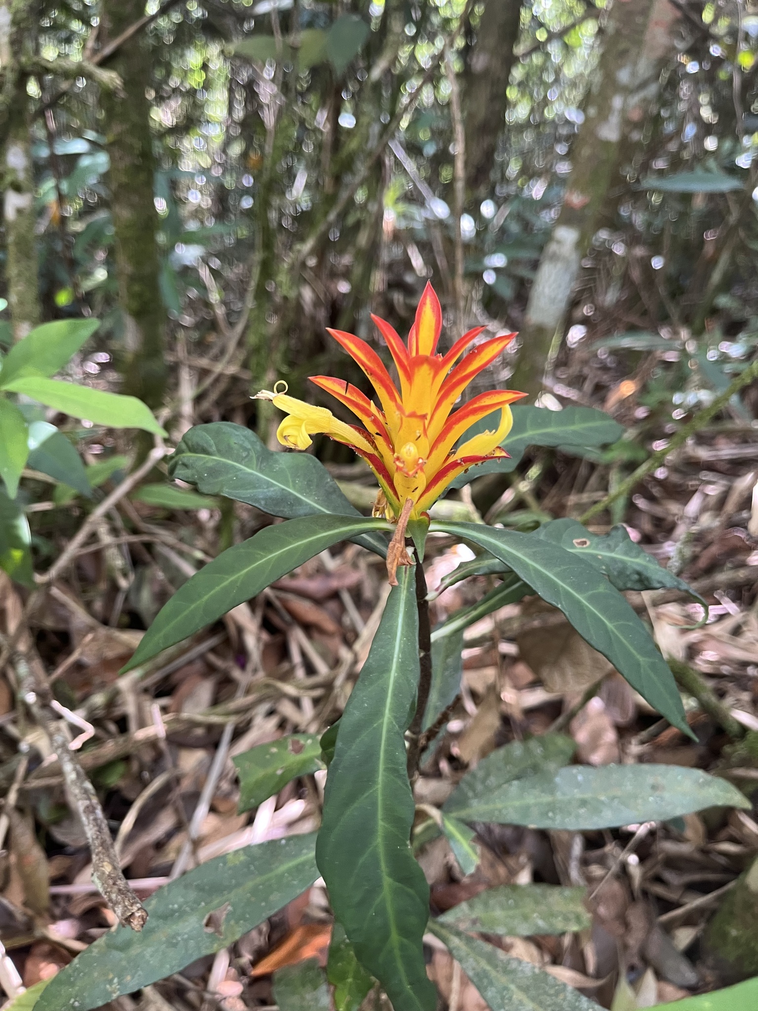 Aphelandra colorata (Vell.) Wassh. 3
