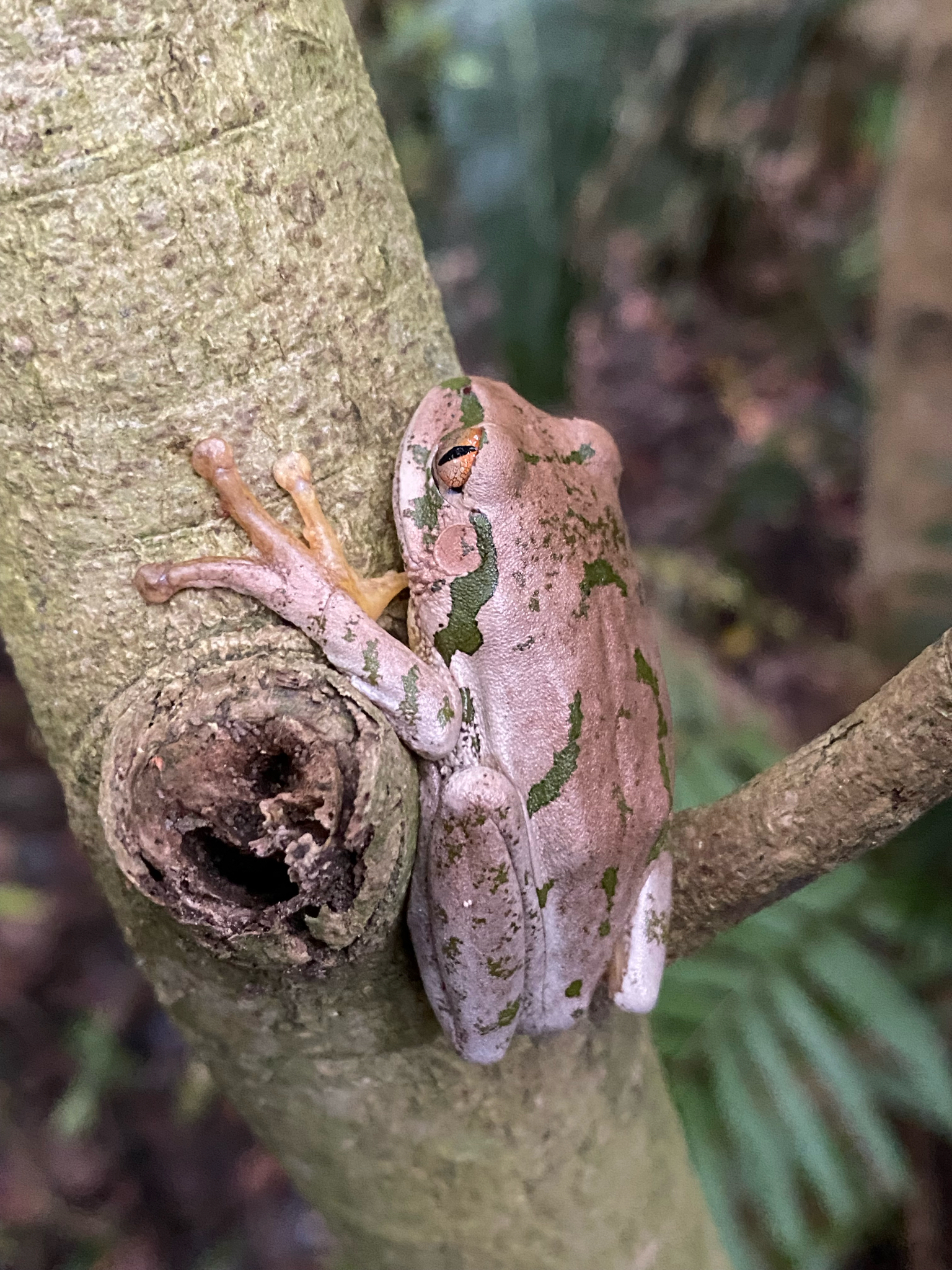 Leptopelis natalensis (Smith, 1849)